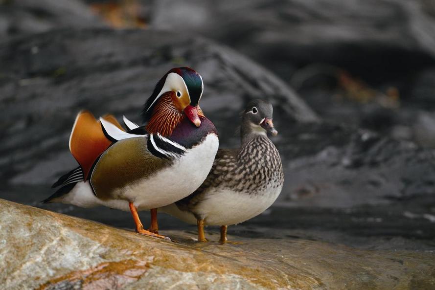 一對鴛鴦-張燕伶-雪霸國家公園提供