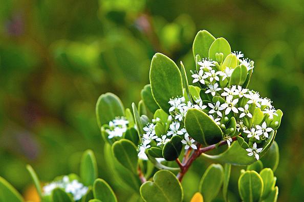 林玉桂-欖李開花之美