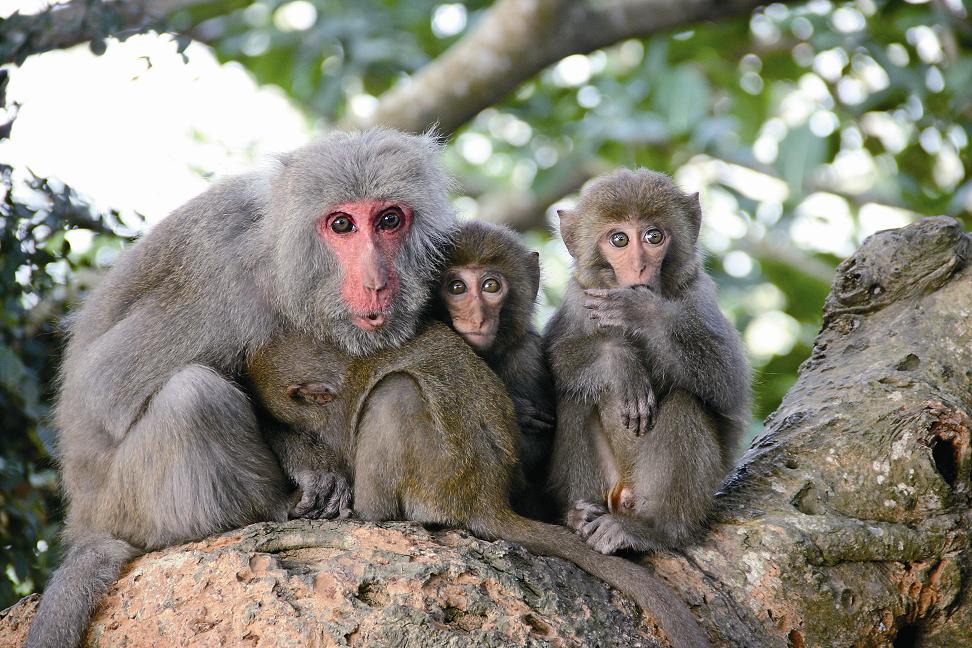 猴媽媽的育兒經