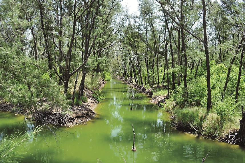 國家公園範圍內的濕地擁有極高的碳吸存能力/陳秋伶攝(台管處提供)