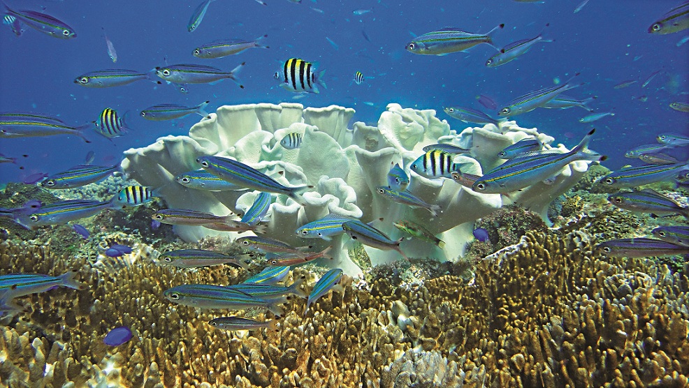 有海中熱帶林之稱的珊瑚礁是海中生物繁衍的重要棲地/陳盡川攝