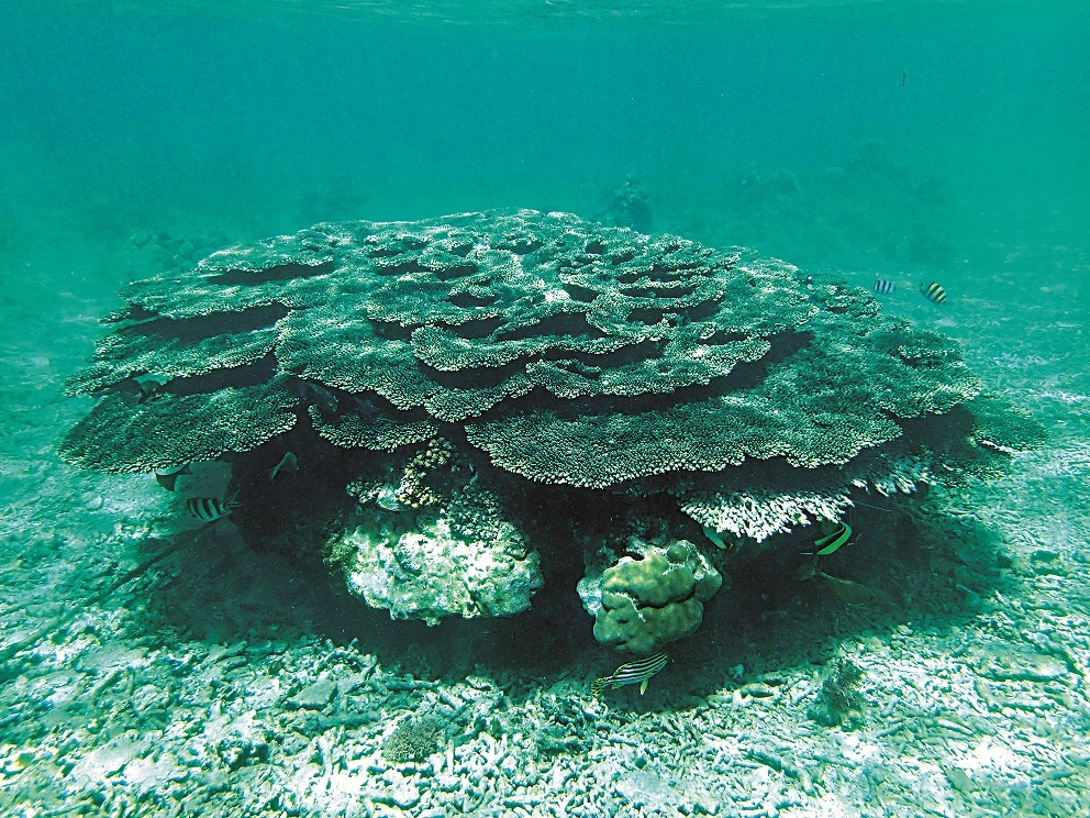 桌形軸孔珊瑚是重要的造礁珊瑚/墾管處提供