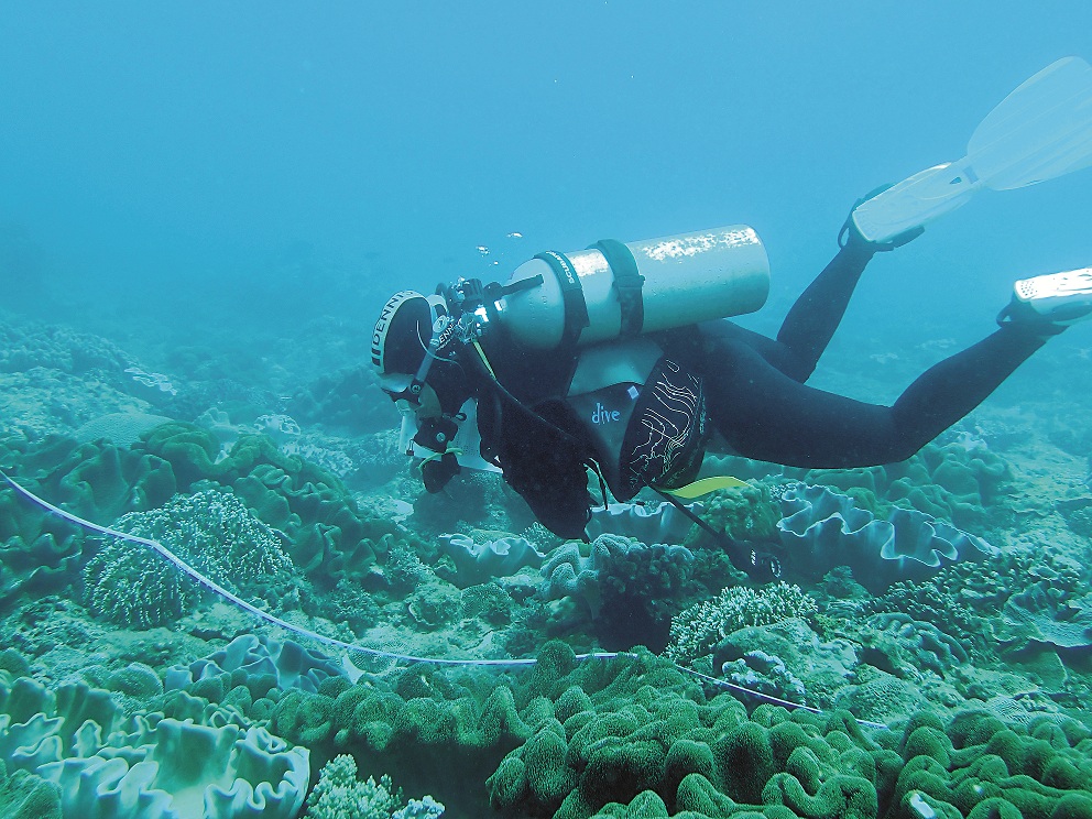 珊瑚礁體檢方法示意圖/編輯部繪