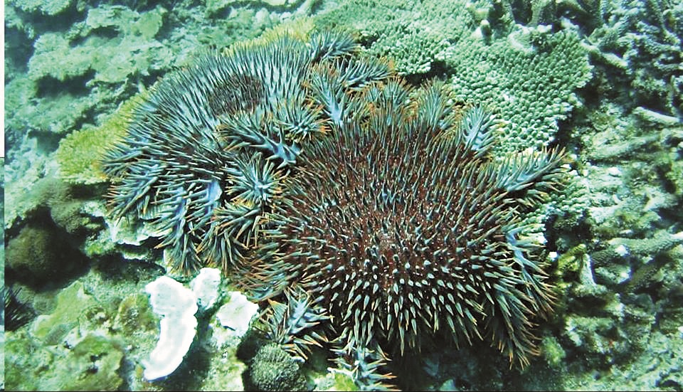 棘冠海星/陳盡川攝