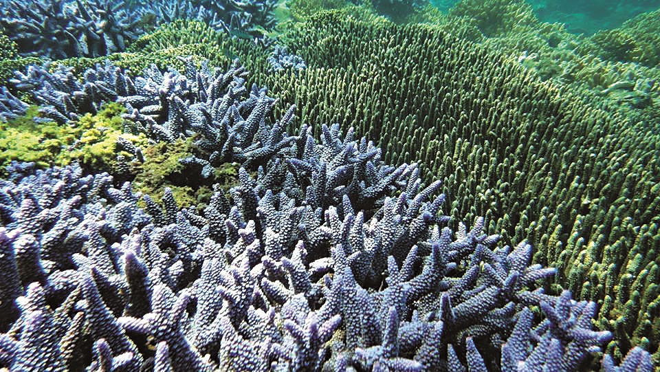 軸孔珊瑚/陳盡川攝