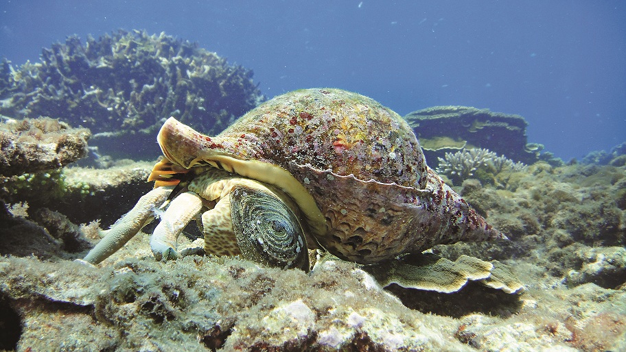 大法螺是棘冠海星的天敵,也是台灣海域珊瑚礁體檢的指標底棲生物/陳盡川攝