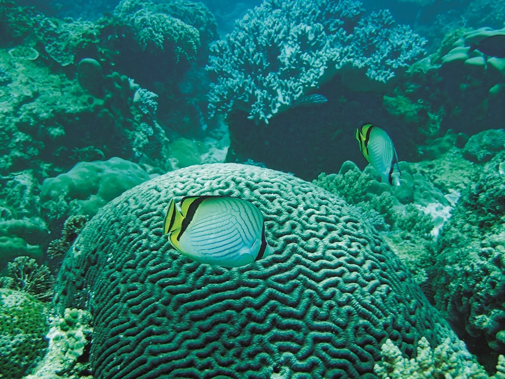 體色繽紛的鰈魚是珊瑚礁體檢中的重要指標種群/墾管處提供