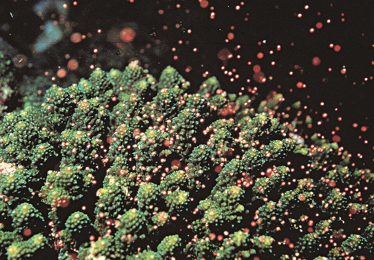 墾管處與民間社團合作,每年4月至5月間珊瑚產卵期,於墾丁國家公園舉行珊瑚礁生態保育週活動/墾管處提供