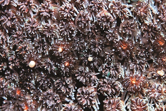 叢生棘杯珊瑚/墾管處提供