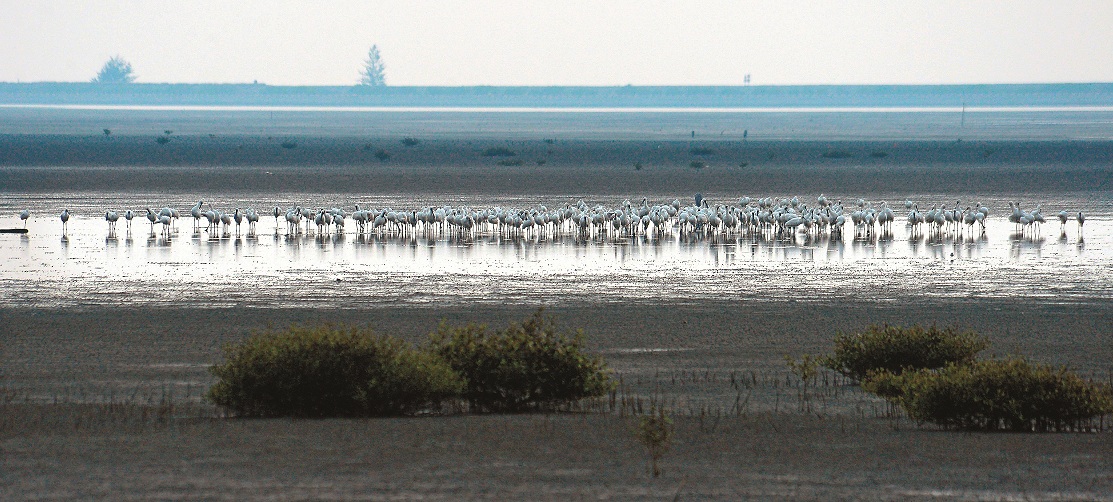 台江國家公園豐富的曾文溪河口生態，有賴上游河域的管理／台管處提供（王徵吉攝） 