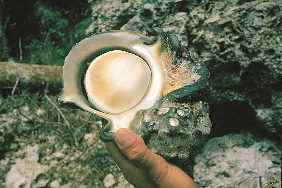 夜光蠑螺／墾管處提供