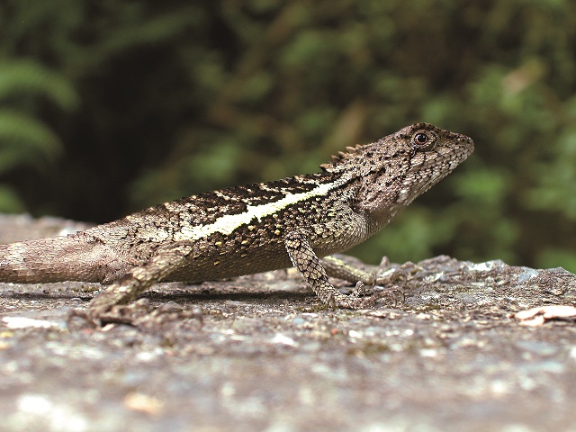 斯氏攀蜥是日常生活中最常見以斯文豪為名的物種