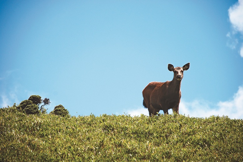 Mr. Sclater 於1862年5月依據斯文豪寄回英國的標本發表了臺灣水鹿/太管處提供