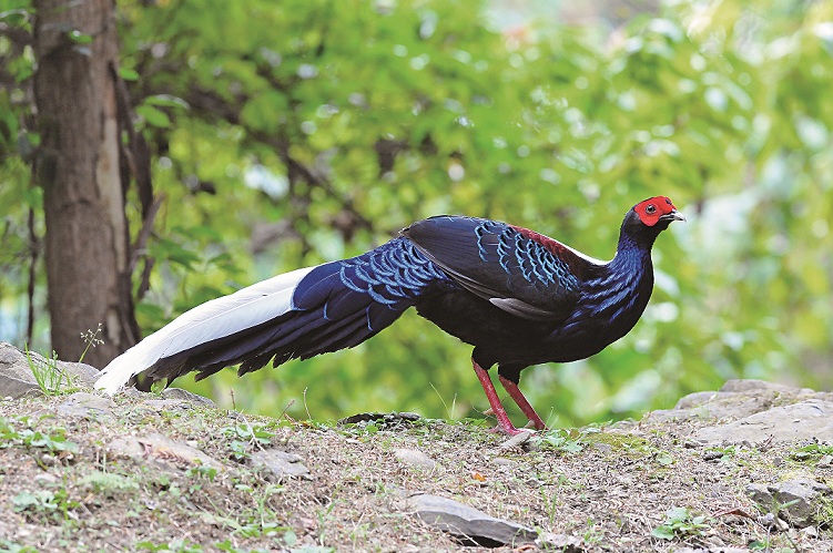 藍腹鷴(Lophera swinhoii)以斯文豪為名,也是謝孝同老師投注許多心力的研究對象/何小綠攝