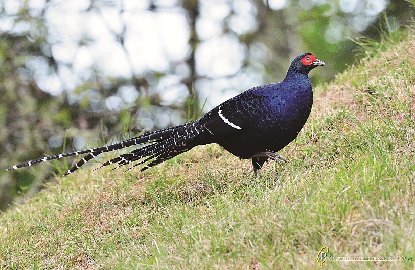帝雉(黑長尾雉Syrmaticus mikado)/何小綠攝