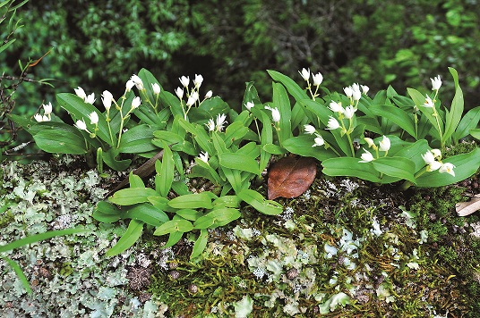 雪見地區美麗的附生植物─高山絨蘭/傅國銘攝(雪管處提供)
