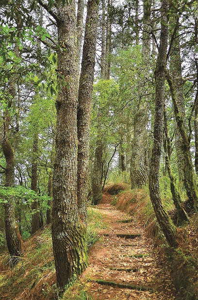 關原森林步道/林野攝