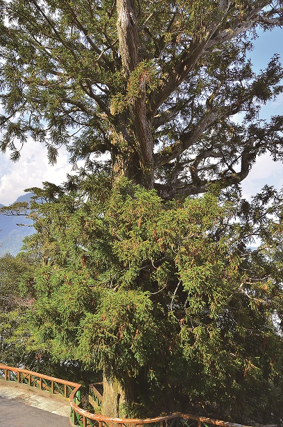 碧綠神木/林野攝
