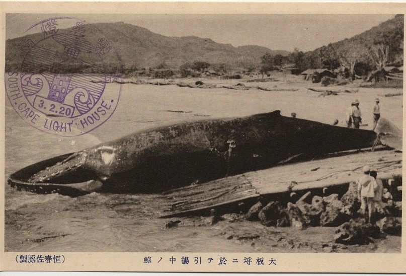 大坂埒捕獲之鯨魚拖曳上岸情景／國家圖書館提供