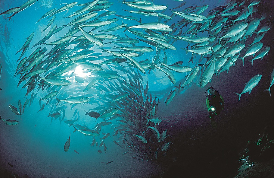 喜歡群游在水中深崖邊緣的六帶.形成的六帶.風暴，也是西巴丹潛水的三大勝景之一／達志有限公司提供