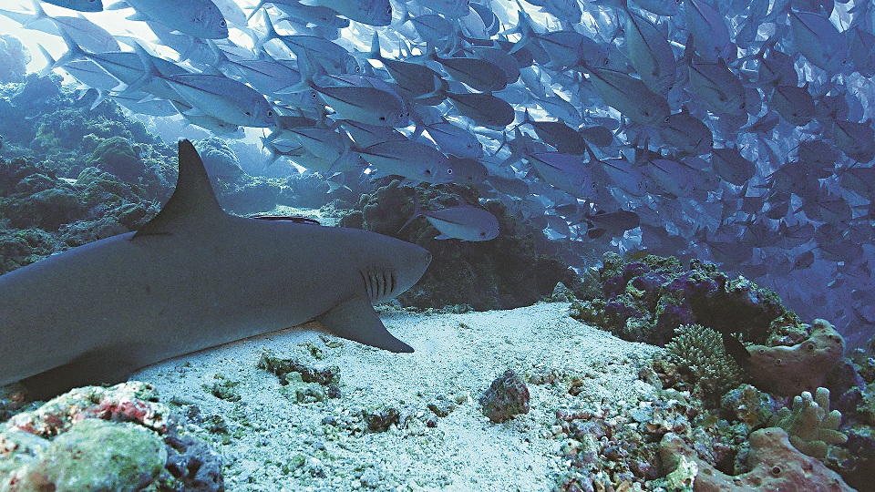 近年來，西巴丹的保育有成，潛水時很容易看到鯊魚，圖中可見礁鯊與群游的六帶.魚／池坤徽攝