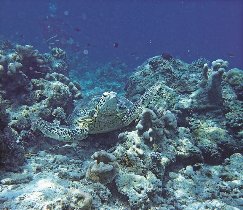 不論是浮潛或是水肺潛水，在沙巴海洋公園中都常可見到海龜／池坤徽攝