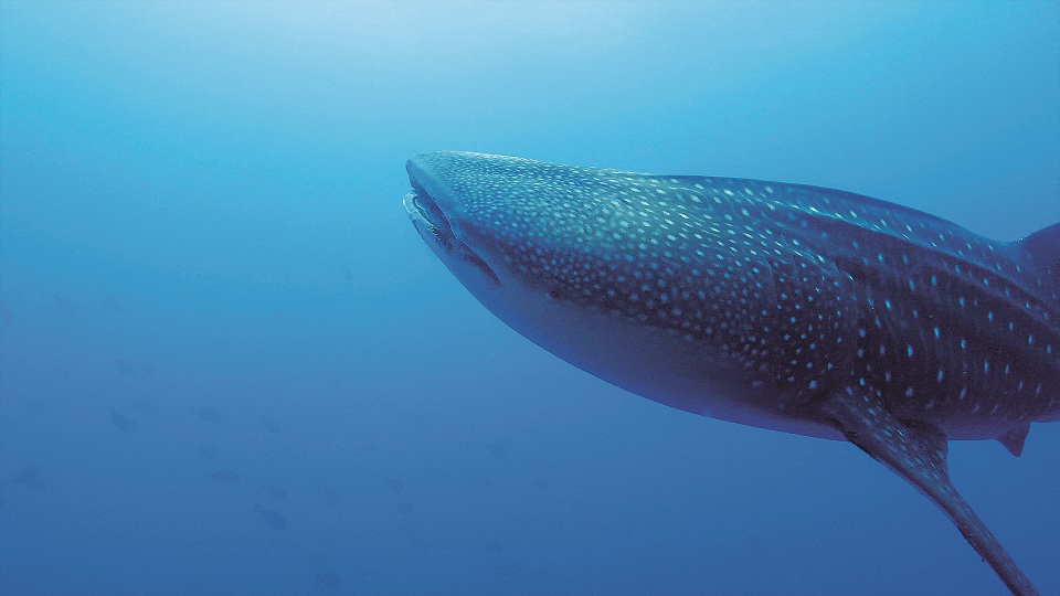 巨大的鯨鯊在海中緩緩游動，非常優美／池坤徽攝