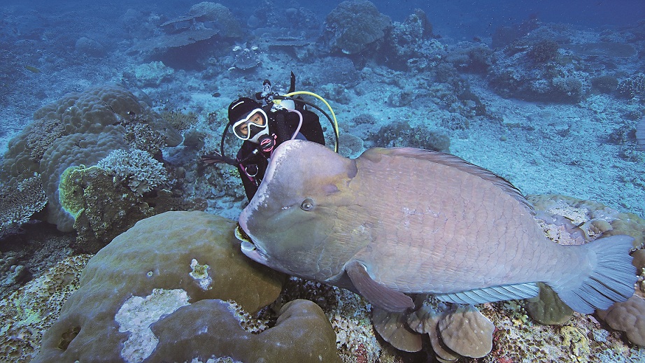 西巴丹潛水的三大勝景中的巨型隆頭鸚哥魚。為了保護隆頭鸚哥魚，潛水人必須早上8點之後才能下水／TZUYU攝(PEGGY提供)