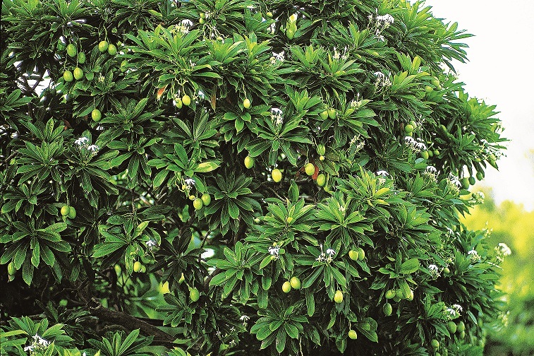 以海漂果實傳播的海檬果，有著清麗雪白的花／墾管處提供