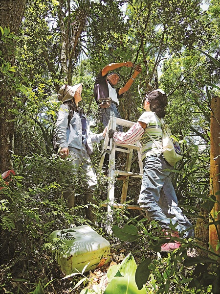 社頂部落居民協助黃裳鳳蝶棲地營造