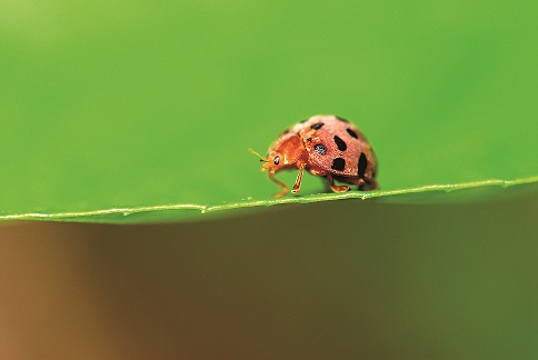 茄28星瓢蟲散步中