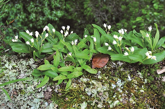 高山絨蘭／傅國銘攝（雪管處提供）