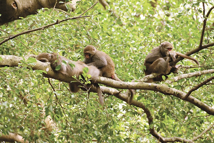 斯文豪自然探索營