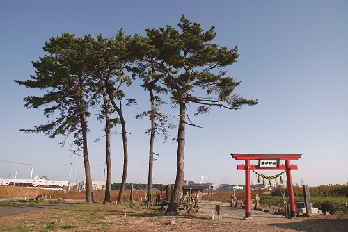 位在仙台海濱的高砂神社於311 海嘯中被沖毀後重建，神社前的 松樹則是挺過了災難的衝擊／營建署提供