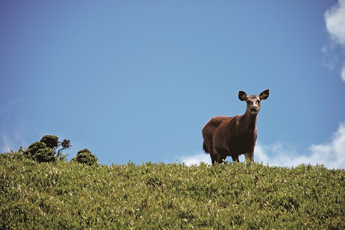 Cervus unicolor swinhoei / Yong-Xian Lin (provided by TNPH)