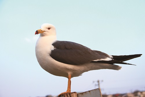 黑尾鷗／陳怡珊攝