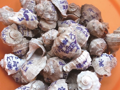 工作小假期-海邊隱士蟹謝您