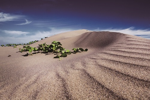 Coastal salt-tolerant plants can also play an important role in sand fixation functions. (The plant in this photo is Ipomoea pes-caprae) / provided by Taijiang National Park Headquarters 