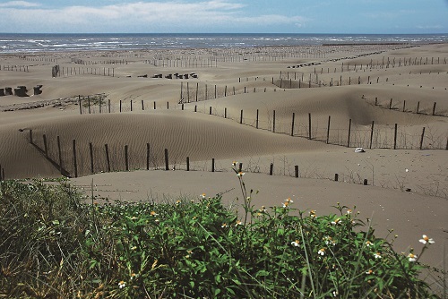 Qigu outer banks beach / Jin-Yuan Chen (provided by Taijiang National Park Headquarters) 