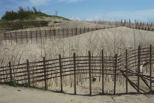 台江國家公園採用自然素材設置定沙防風籬／陳正一攝（台管處提供）