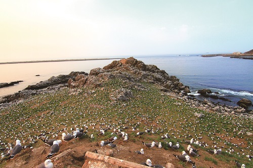 蕪島海岬上棲滿黑尾鷗／陳怡珊攝
