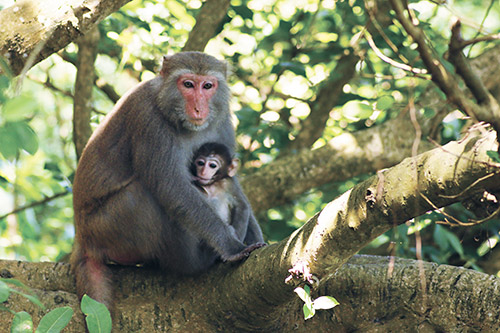 獼猴森林的種子公車