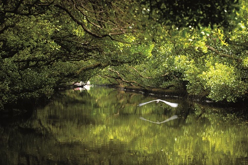 Mangrove ecosystem is one of the tools to protect the coast. / Guo-An Liu