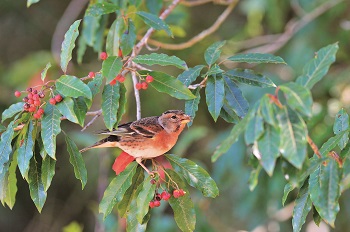 The wisdom of ecosystem’s operation will be the path that leads humanity to adapt to climate change. / Hsiao-Lu Ho