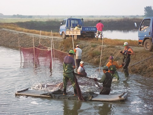 Fish harvesting in November / provided by Taijiang National Park Headquarters