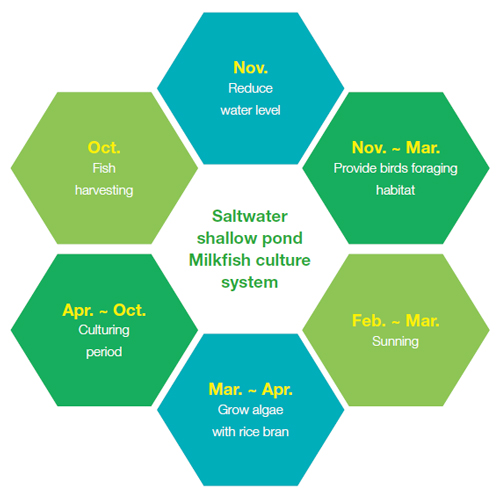 Saltwater shallow pond Milkfish culture system / drawn by Hui-
Ying Lui (Source: Taijiang National Park Headquarters)