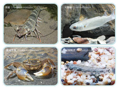 The small fish, shrimps and crabs that flowed in the fish pond with the tidal water became abundant food
sources to the Black-faced Spoonbills and other birds. / provided by Taijiang National Park Headquarters