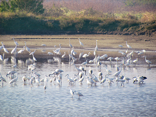 Fisheries production models that are symbiotic with birds are the wise use that Wetland Conservation Act has emphasized. / provided by
Taijiang National Park Headquarters