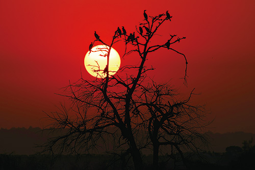 Great cormorant in the sunset at Cihu Wetland / Tien-Ting Tsai