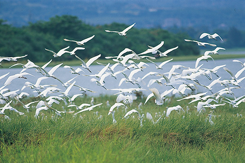 Groups of little egret by Longluan Lake / provided by Kenting
National Park Headquarters